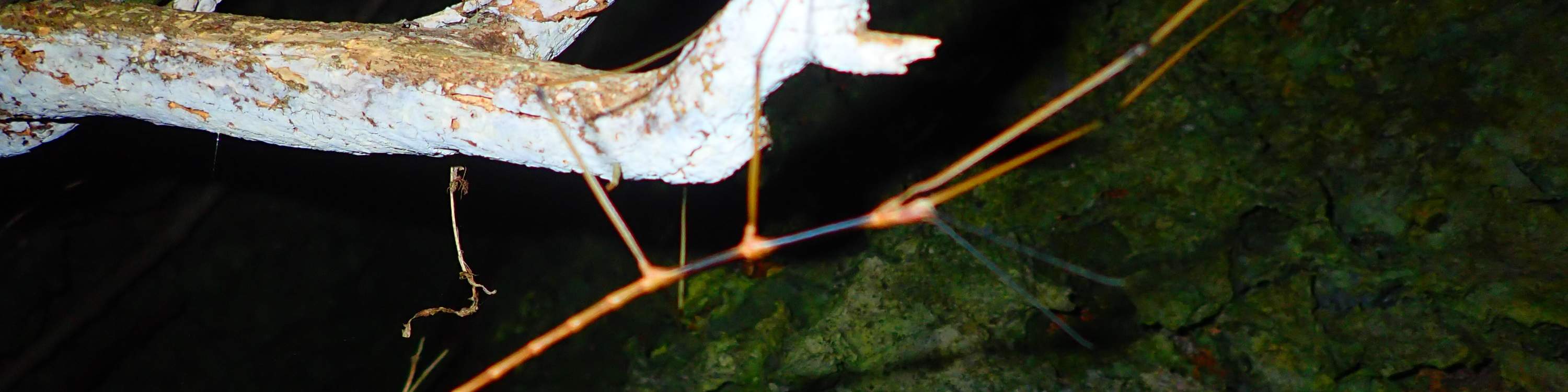 [Miyako Island/Night] Stargazing & Jungle Night Tour